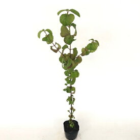 【 単 品 】 ガマズミ 樹高0.5m前後 10.5cmポット がまずみ 莢? 苗 植木 苗木 庭 生垣 目隠し