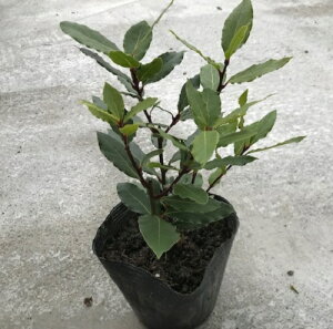 月桂樹 植木の人気商品 通販 価格比較 価格 Com