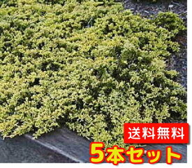 楽天市場 コニファー 種類 低木の通販 楽天市場 コニファー 種類 低木の通販