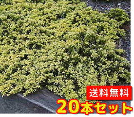 楽天市場 庭木 低木の通販 楽天市場 庭木 低木の通販
