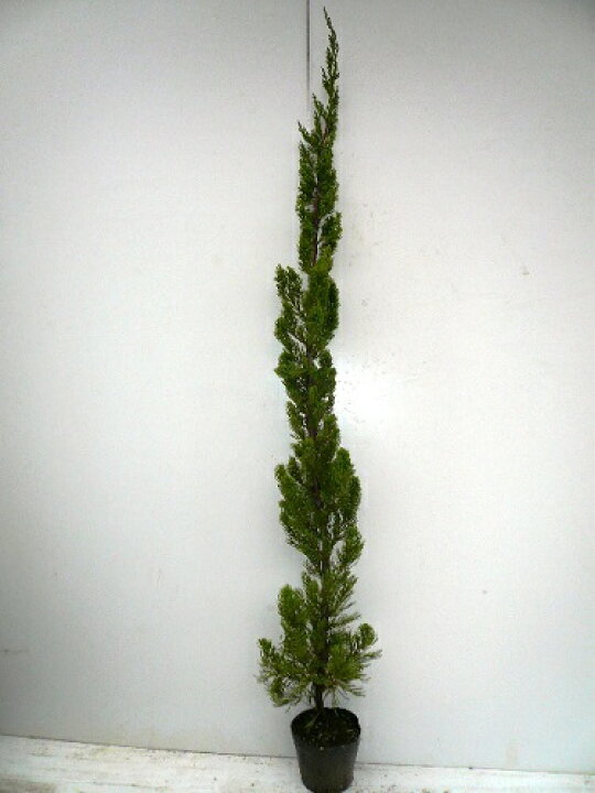 楽天市場 単 品 カイヅカイブキ 樹高0 8m前後 15cmポット カイズカイブキ 貝塚伊吹 苗 植木 苗木 生垣 目隠し 花と緑