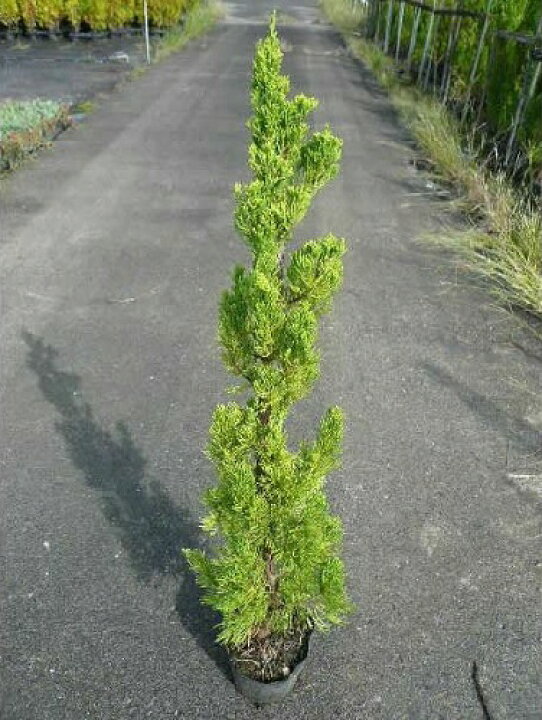 楽天市場 カイヅカイブキ 樹高0 8m前後 15cmポット 5本セット T1送料無料 カイズカイブキ 貝塚伊吹 苗 植木 苗木 生垣 目隠し 木 花と緑 楽天市場 カイヅカイブキ 樹高0 8m前後 15cmポット 5本セット T1送料無料 カイズカイブキ 貝塚伊吹 苗 植木 苗木 生垣 目隠し 木 花と緑