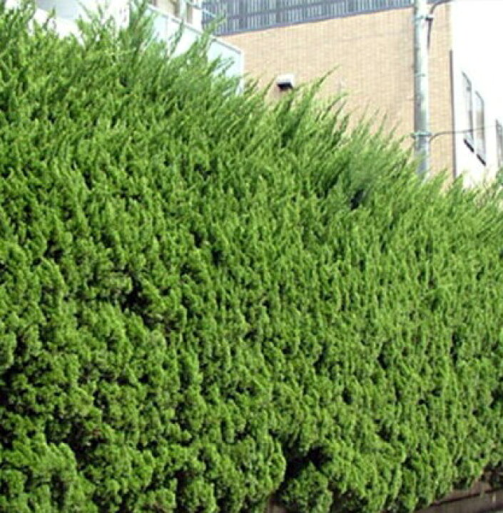 楽天市場 単 品 カイヅカイブキ 樹高0 8m前後 15cmポット カイズカイブキ 貝塚伊吹 苗 植木 苗木 生垣 目隠し 花と緑