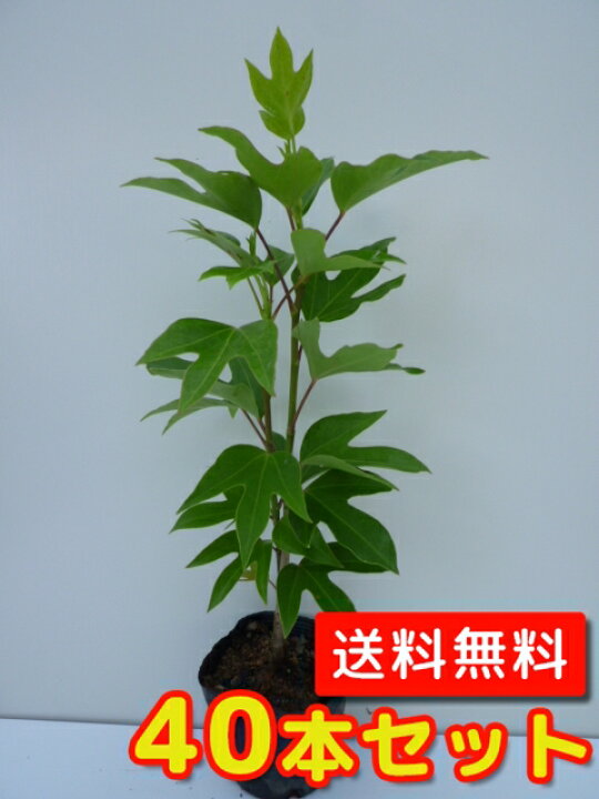 楽天市場 送料無料 40本セット カクレミノ 樹高0 3m前後 10 5cmポット かくれみの 隠蓑 苗 植木 苗木 生垣 目隠し 花と緑