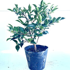 【 単 品 】 カンツバキ 樹高0.3m前後 15cmポット かんつばき つばき 寒椿 ツバキ 苗 植木 苗木 生垣 目隠し