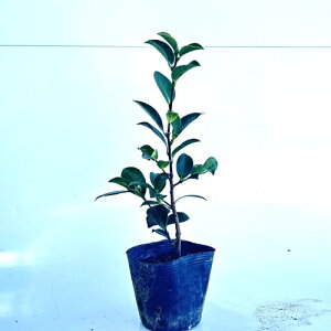 y P i z JcoL 0.2mO 10.5cm|bg ΂ ΂  coL c A c  _ ډB