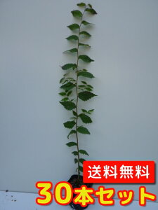 yzy30{Zbgz PL 0.5mO 10.5cm|bg ₫ O c A c  _ Rѕc ډB