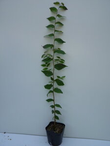 y P i z PL 0.5mO 10.5cm|bg ₫ O PL c A c  _ Rѕc ډB