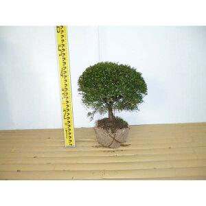 yzy3{Zbgz LcQiʕj 0.3mO  LcQ ʒѐA ^}cQ ѐA c A c _ ډB