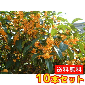 楽天市場 キンモクセイ 苗木の通販