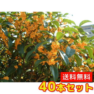 5m キンモクセイ 盆栽 植木の人気商品 通販 価格比較 価格 Com