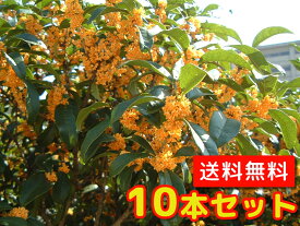 楽天市場 金木犀 庭木の通販
