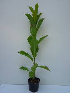 y P i z RuV 0.5mO 10.5cm|bg Ԃ h c A c  _ Rѕc ډB