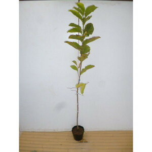 yzy5{Zbgz RuV 0.8mO 10.5cm|bg Ԃ h c A c  _ Rѕc ډB