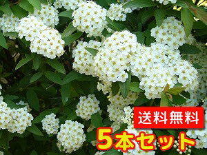 yzy5{Zbgz Rf} 0.5mO 15cm|bg ł܂ { t  Ԗ c A c  _ ډB