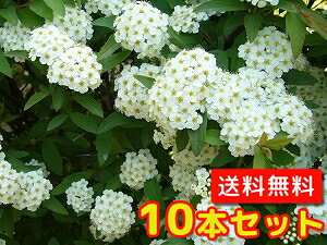 yzy10{Zbgz Rf} 0.5mO 15cm|bg ł܂ { t  Ԗ c A c  _ ډB