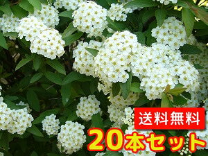 yzy20{Zbgz Rf} 0.5mO 15cm|bg ł܂ { t  Ԗ c A c _ ډB