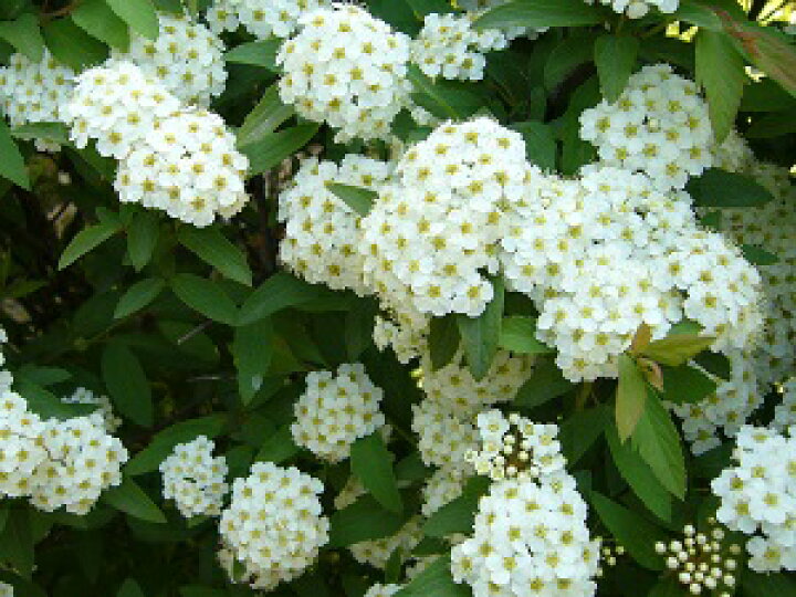 楽天市場 単 品 コデマリ 樹高0 8m前後 15cmポット こでまり 小手毬 落葉 低木 花木 苗 植木 苗木 生垣 目隠し 花と緑