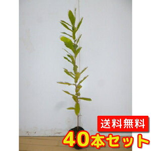 yzy40{Zbgz Ri 0.5mO 10.5cm|bg Ȃ  c A c  _ Rѕc ډB