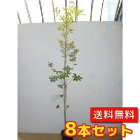 【送料無料】【8本セット】 コナラ 樹高1.5m前後 15～18cmポット こなら 小楢 苗 植木 苗木 庭 生垣 山林苗 目隠し