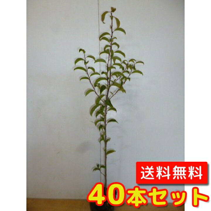 楽天市場 送料無料 40本セット クロガネモチ 樹高0 5m前後 10 5cmポット くろがねもち 黒鉄黐 実生苗 苗 植木 苗木 生垣 山林苗 目隠し 花と緑
