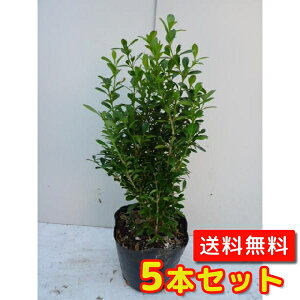ツゲ 植木の人気商品 通販 価格比較 価格 Com ツゲ 植木の人気商品 通販 価格比較 価格 Com