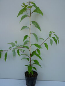 yzy P i z NXmL 0.5mO 10.5cm|bg ̂   c A c _ Rѕc ډB