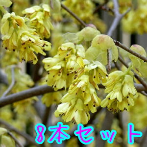 yzy8{Zbgz gT~YL 0.5mO 15cm|bg Ƃ݂ y c A c  _ ډB