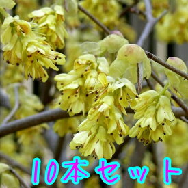 楽天市場 トサミズキの通販