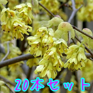 yzy20{Zbgz gT~YL 0.5mO 15cm|bg Ƃ݂ y c A c  _ ډB