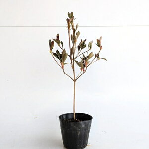 yzy10{Zbgz hE_ccW 0.3mO 10.5cm|bg ǂ UP c A c  _ ډB