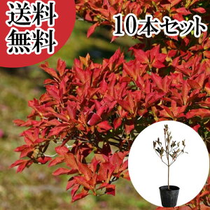 yzy10{Zbgz hE_ccW 0.3mO 10.5cm|bg ǂ UP c A c  _ ډB