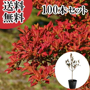 yzy100{Zbgz hE_ccW 0.3mO 10.5cm|bg ǂ UP c A c  _ ډB