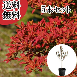 yzy5{Zbgz hE_ccW 0.3mO 10.5cm|bg ǂ UP c A c  _ ډB