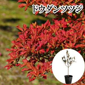 y P i z hE_ccW 0.3mO 10.5cm|bg ǂ UP c A c  _ ډB