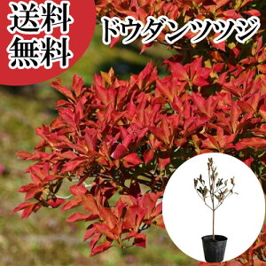 yzy P i z hE_ccW 0.3mO 10.5cm|bg ǂ UP c A c  _ ډB