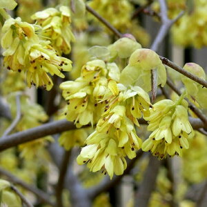 �y �P �i �z �g�T�~�Y�L ����0.5m�O�� 15cm�|�b�g �Ƃ��݂��� �y������ �c �A�� �c�� �� ���_ �ډB��