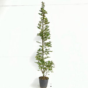 yzy5{Zbgz gL}TNitԁj 1.0mO 18cm|bg Ƃ܂񂳂itԁj Ֆ c A c _ ډB