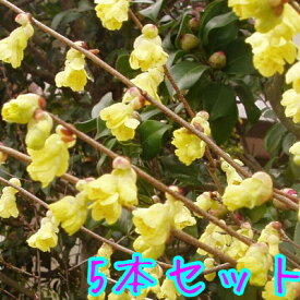 楽天市場 日向水木苗の通販