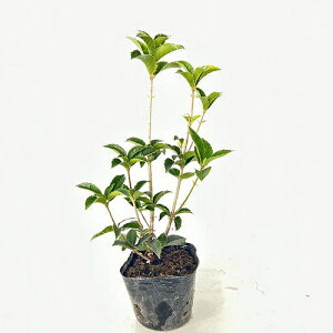 yzy40{Zbgz qCMNZC 0.2mO 10.5cm|bg Ђ炬 A؍  c A c  _ ډB