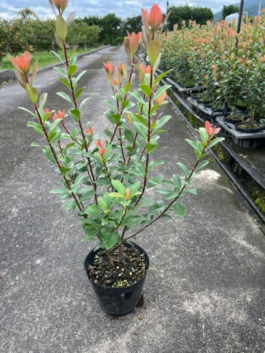 限定セール!】 サザンカ 樹高0.4m前後 10.5cmポット 50本セット 送料無料 販売 苗 植木 苗木 庭木 垣根 生垣 生け垣 生垣用 目隠し 木 限定セール!】 サザンカ 樹高0.4m前後 10.5cmポット 50本セット 送料無料 販売 苗 植木 苗木 庭木 垣根 生垣 生け垣 生垣用 目隠し 木