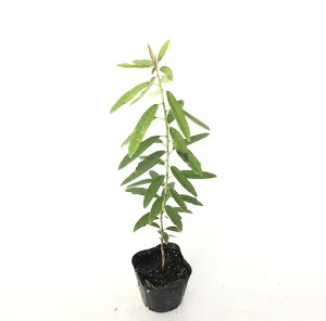 y P i z qYn 0.3mO 10.5cm|bg Ђ߂䂸 qYn q Yn c A c ډB