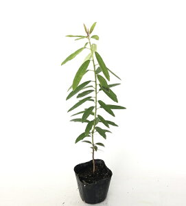 y P i z qYn 0.5mO 10.5cm|bg Ђ߂䂸 qYn q Yn c A c  ډB