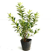 楽天市場】3M（種類（植物）ツツジ）（植木｜ガーデニング・農業）：花 