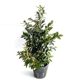 【送料無料】【5本セット】 ヒサカキ 樹高0.4m前後 15cmポット ひさかき 姫榊 苗 植木 苗木 庭 生垣 目隠し