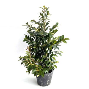 �y���������z�y20�{�Z�b�g�z �q�T�J�L ����0.4m�O�� 15cm�|�b�g �Ђ����� �P�� �c �A�� �c�� �� ���_ �ډB��