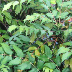 yzy30{Zbgz qCMie 0.25mO 15cm|bg Ђ炬ȂĂ AV AD݂܂B 肷Ə݂܂B c A c  _ ډB