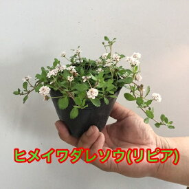 楽天市場 イワダレソウの通販