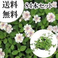 【送料無料】【84本セット】 リピア（ヒメイワダレソウ） / 9.0cmポット りぴあ（ひめいわだれそう） 岩…