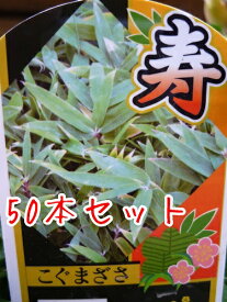 楽天市場 熊笹 花 ガーデン Diy の通販 楽天市場 熊笹 花 ガーデン Diy の通販